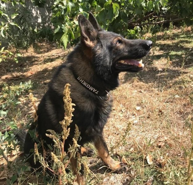 В Красноперекопском районе при помощи служебной собаки вскрыли факт культивирования наркосодержащих растений
