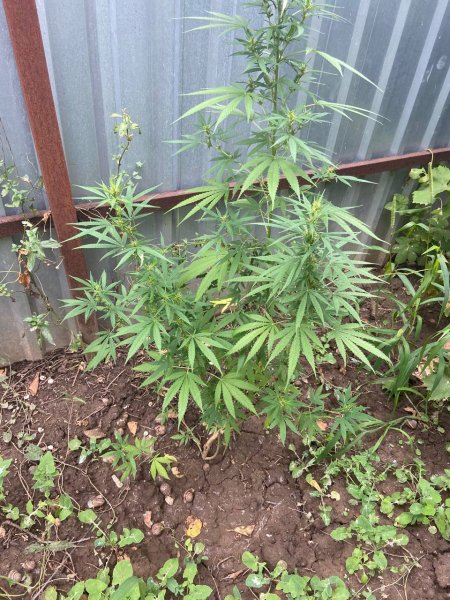 В Красноперекопске сотрудниками полиции выявлены факты выращивания наркосодержащих растений и хранения наркотиков